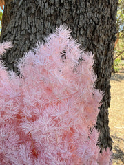 Ming Fern - Pink Blush