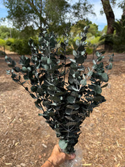 Gum - Eucalyptus  - PRESERVED dark Green Kruseana