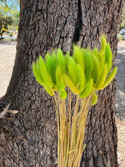 Bunny Tails/Pussy Tails - Native Lime Green