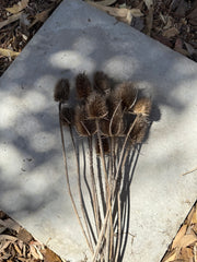 Teasels - Natural brown