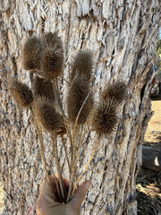 Teasels - Natural brown