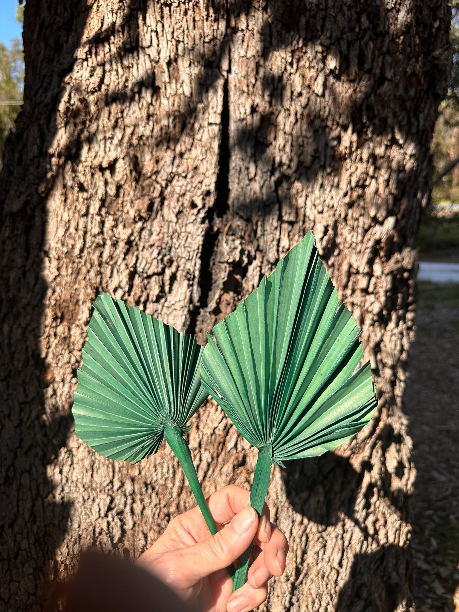 Palm  - Thin Stem Spear - Green - 1 Stem