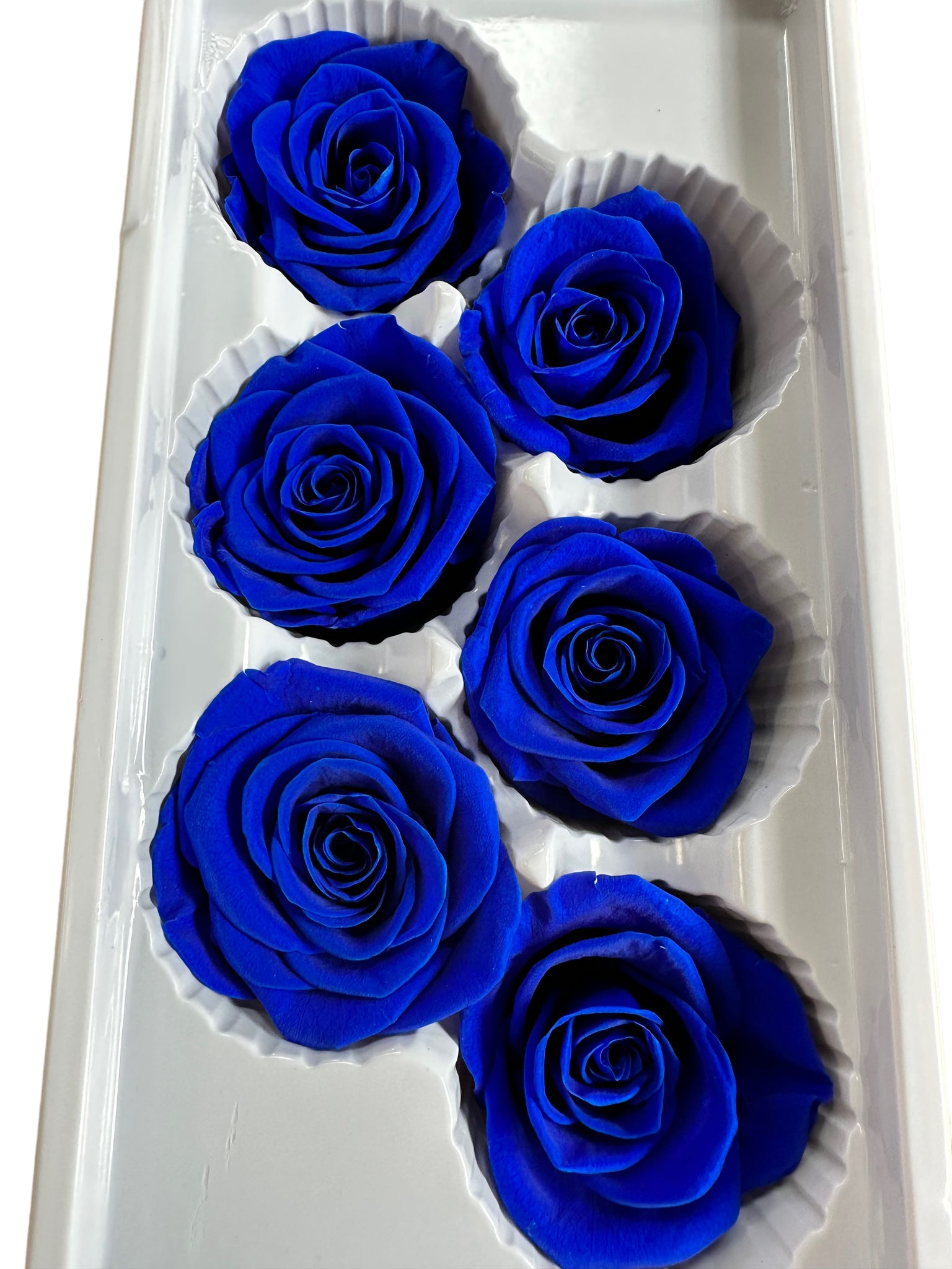 Roses Preserved - 6 pack - Sapphire Blue