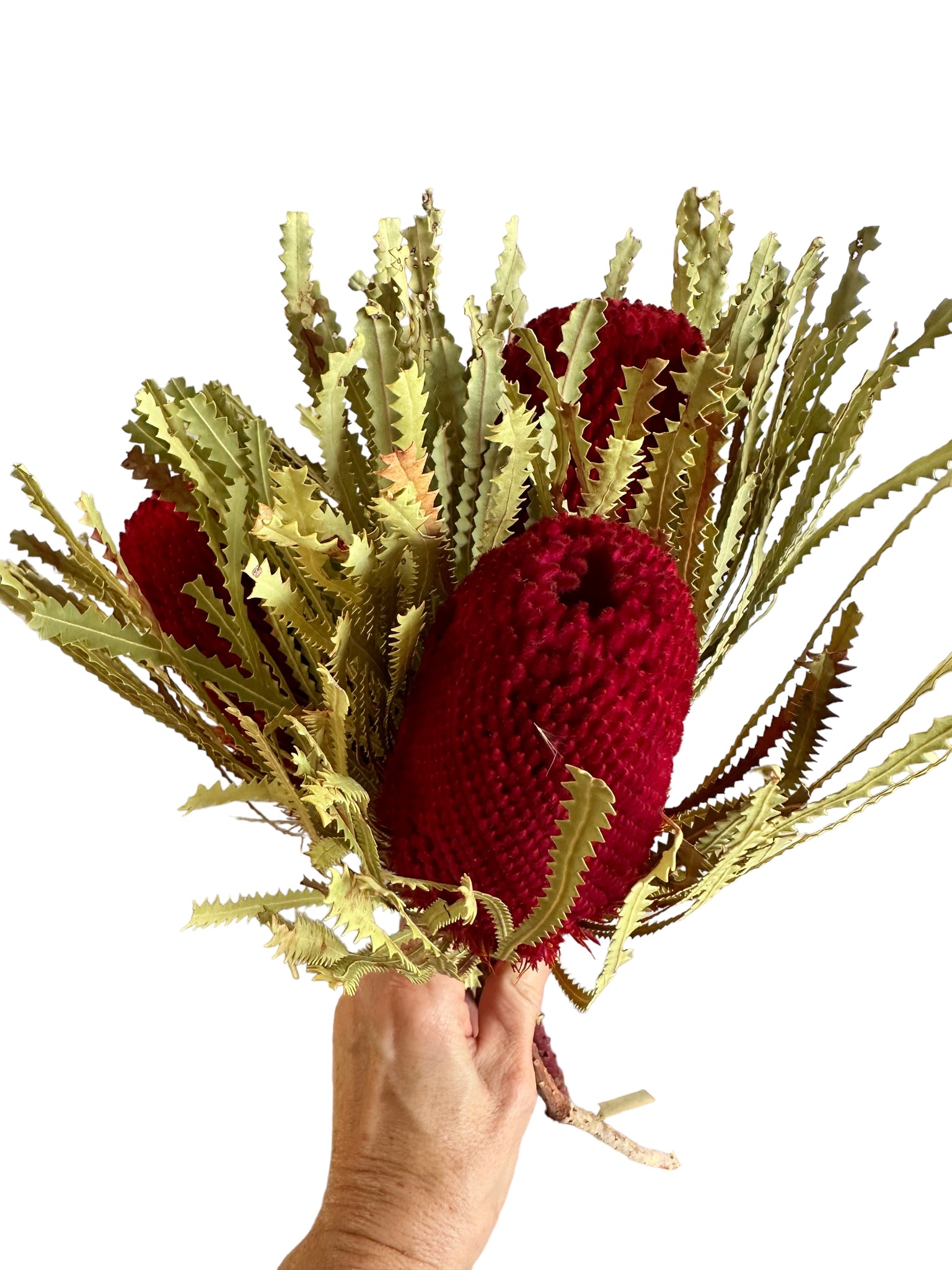 Banksia Hookeriana - Ruby Red Tones