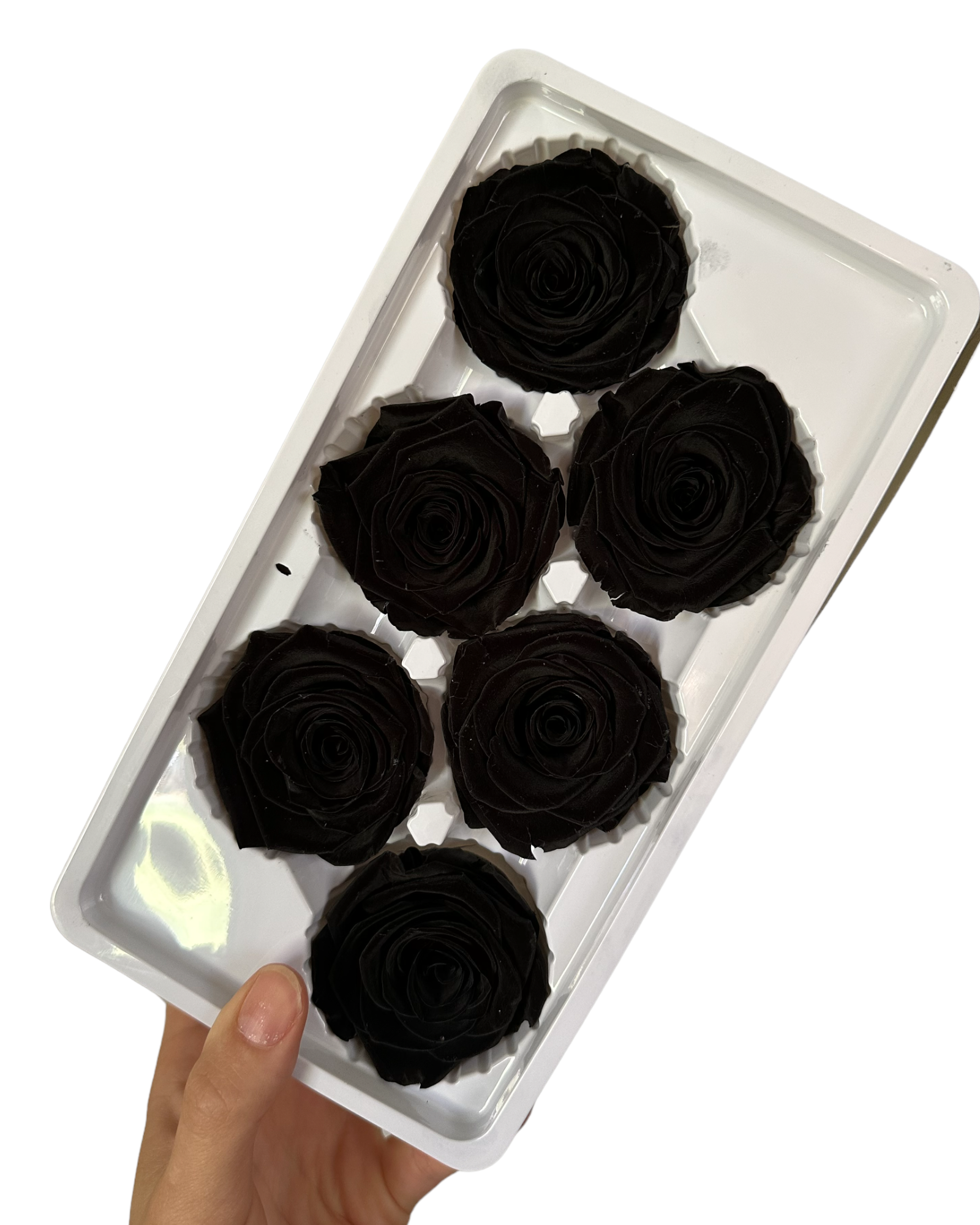 Roses Preserved - 6 pack - Ebony Black