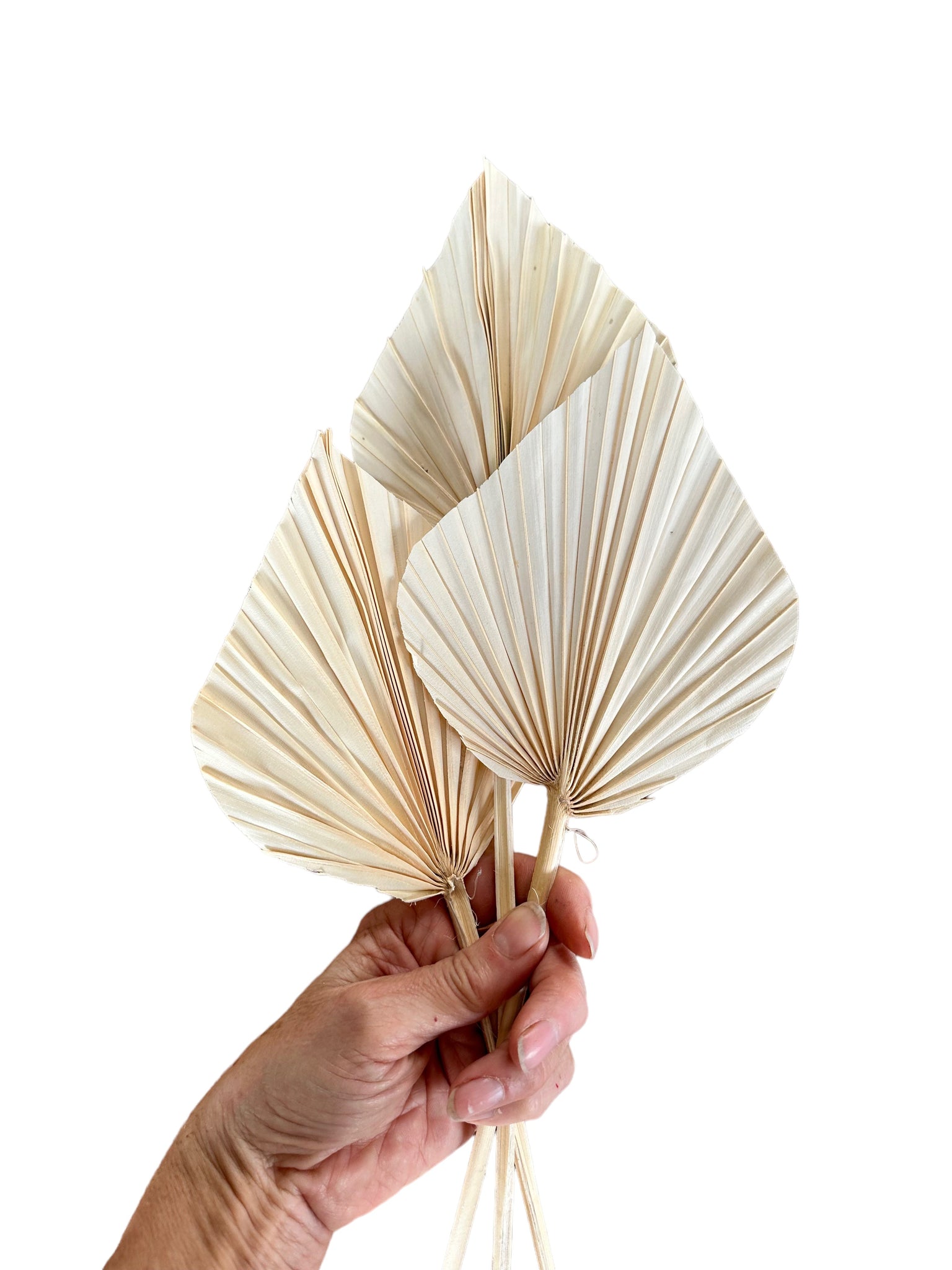 Palm  - Thin Stem Spear - Ivory - 1 Stem