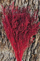 Limonium/Misty/Statice - Crimson Red