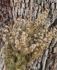 Tea Tree - Course - Natural White