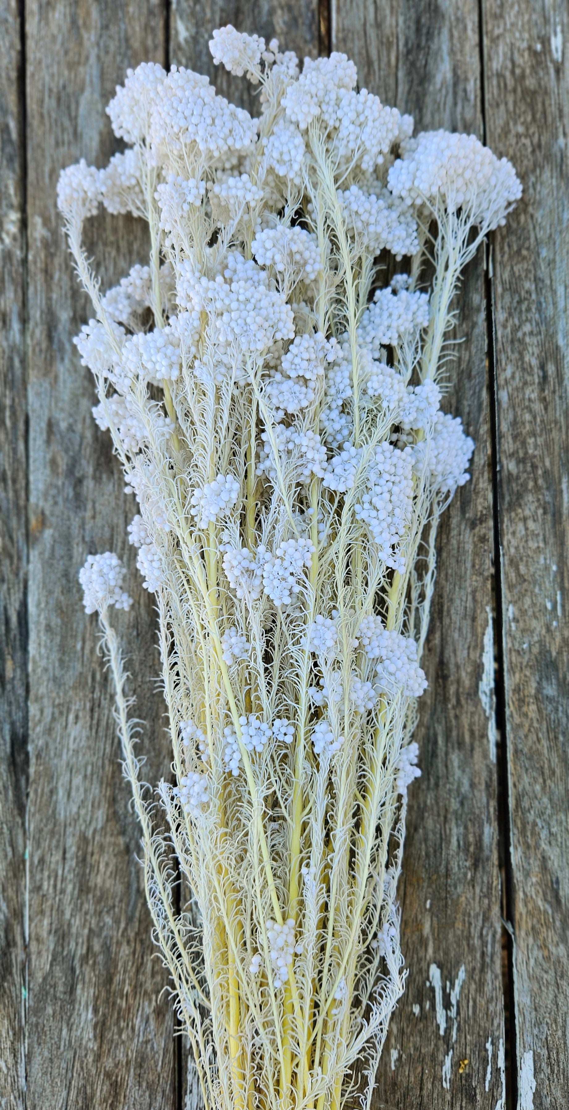 African Rice Flower Rice flower - White – The Green Shed