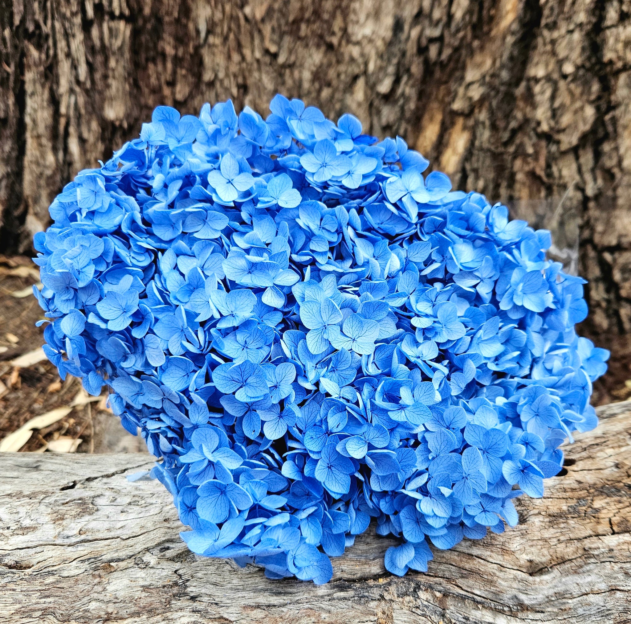 Hydrangea - (Sky Blue Tones) was Azure Blue