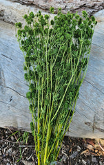 Sea Holly - Deep Olive Green