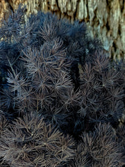 Ming Fern - Ebony Black