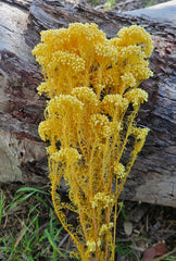 Rice flower - Daisy Yellow