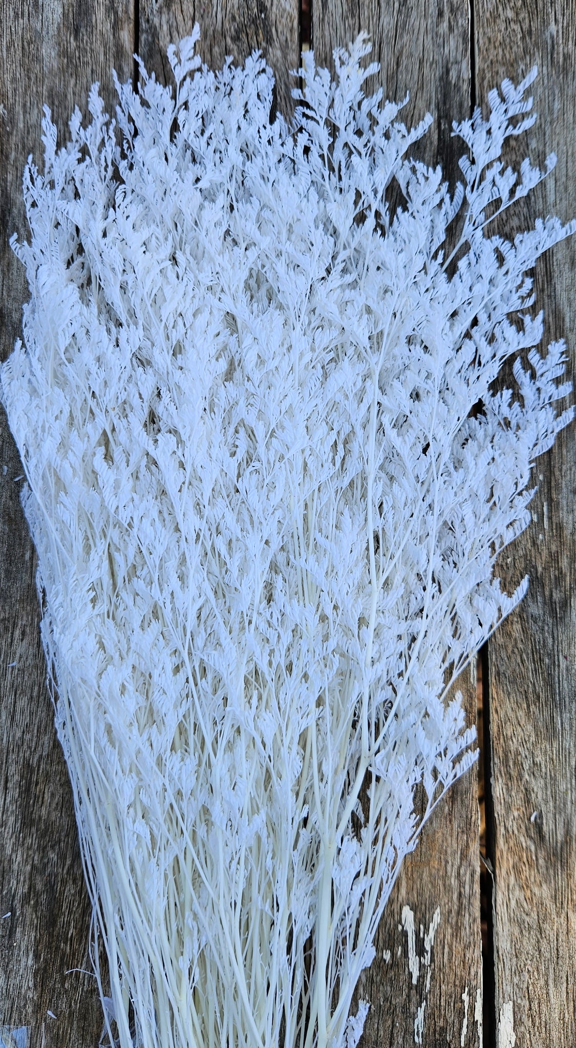 Limonium/Misty/Statice - White