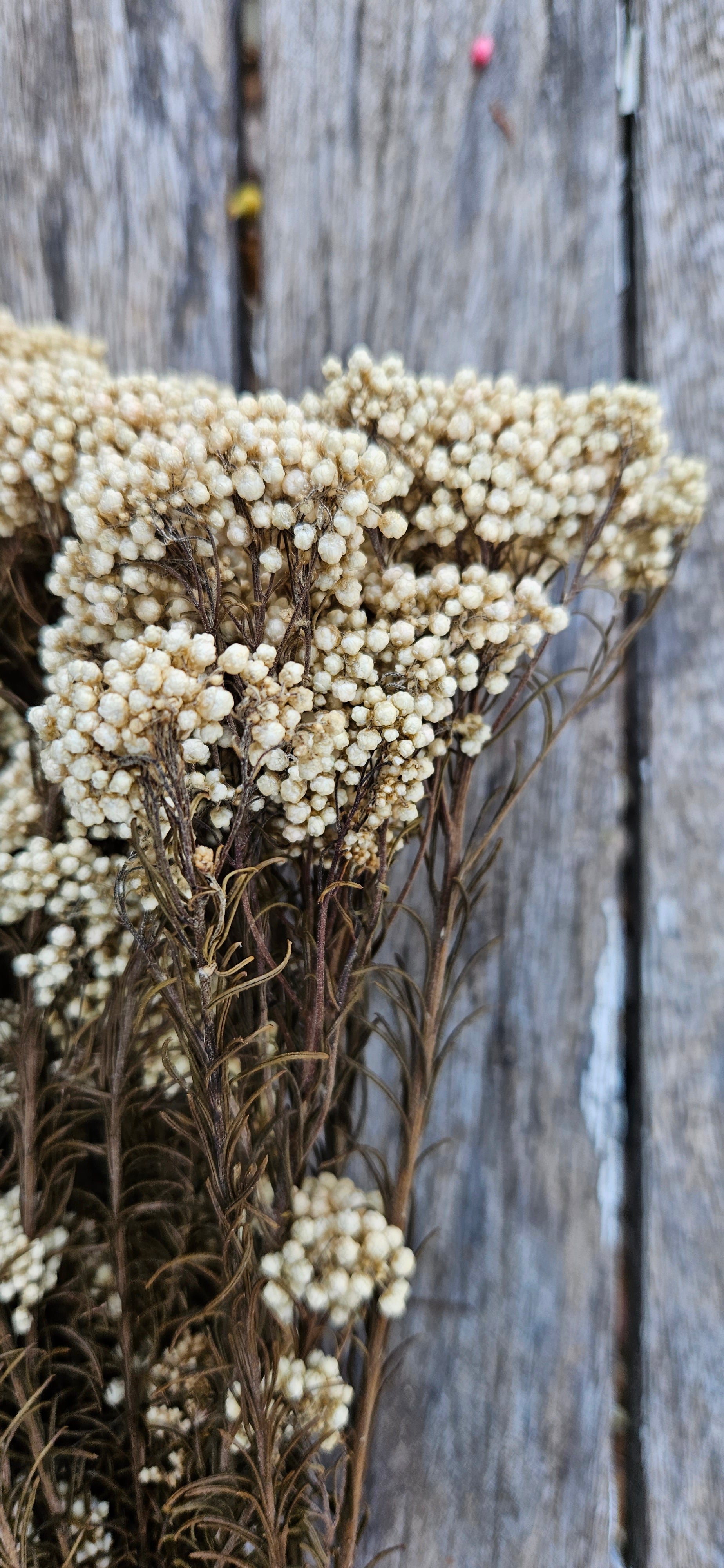 Rice flower - Natural – The Green Shed