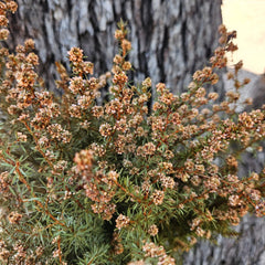 Tea Tree - Mini Course - Soft Orange
