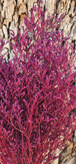 Limonium/Misty/Statice - Plum Purple