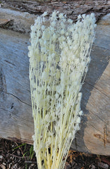 Sea Holly - Bleached White