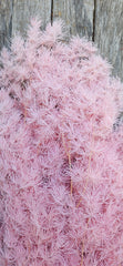 Ming Fern - Soft Pink