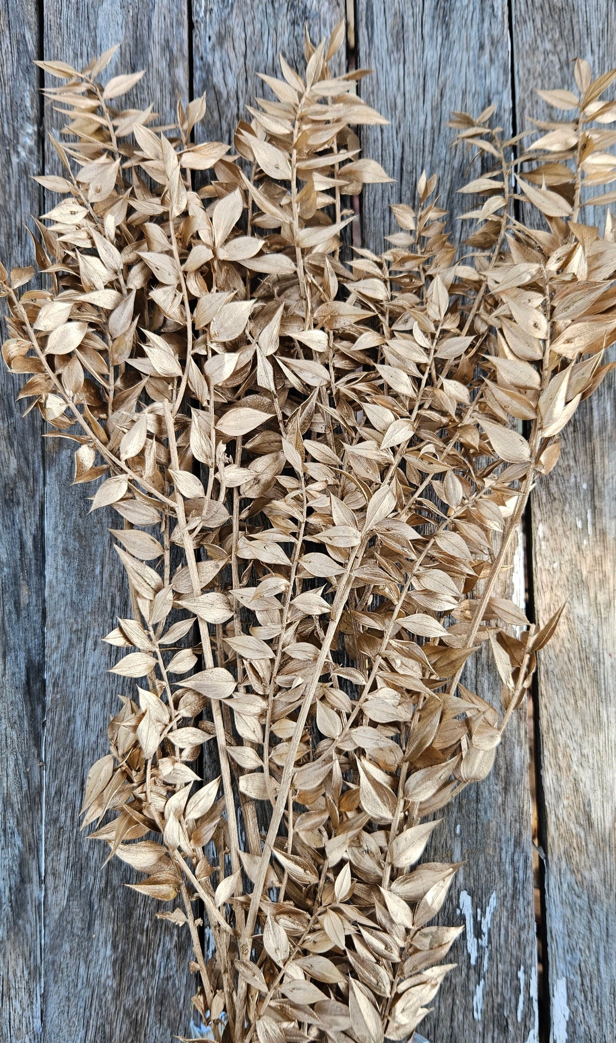 Ruscus Italian - Gold