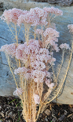 Rice flower - Soft Pearl Pink