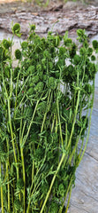 Sea Holly - Deep Olive Green