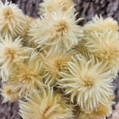 Phylica - dried