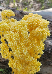 Rice flower - Daisy Yellow