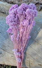 Rice flower - Pastel Lilac Purple