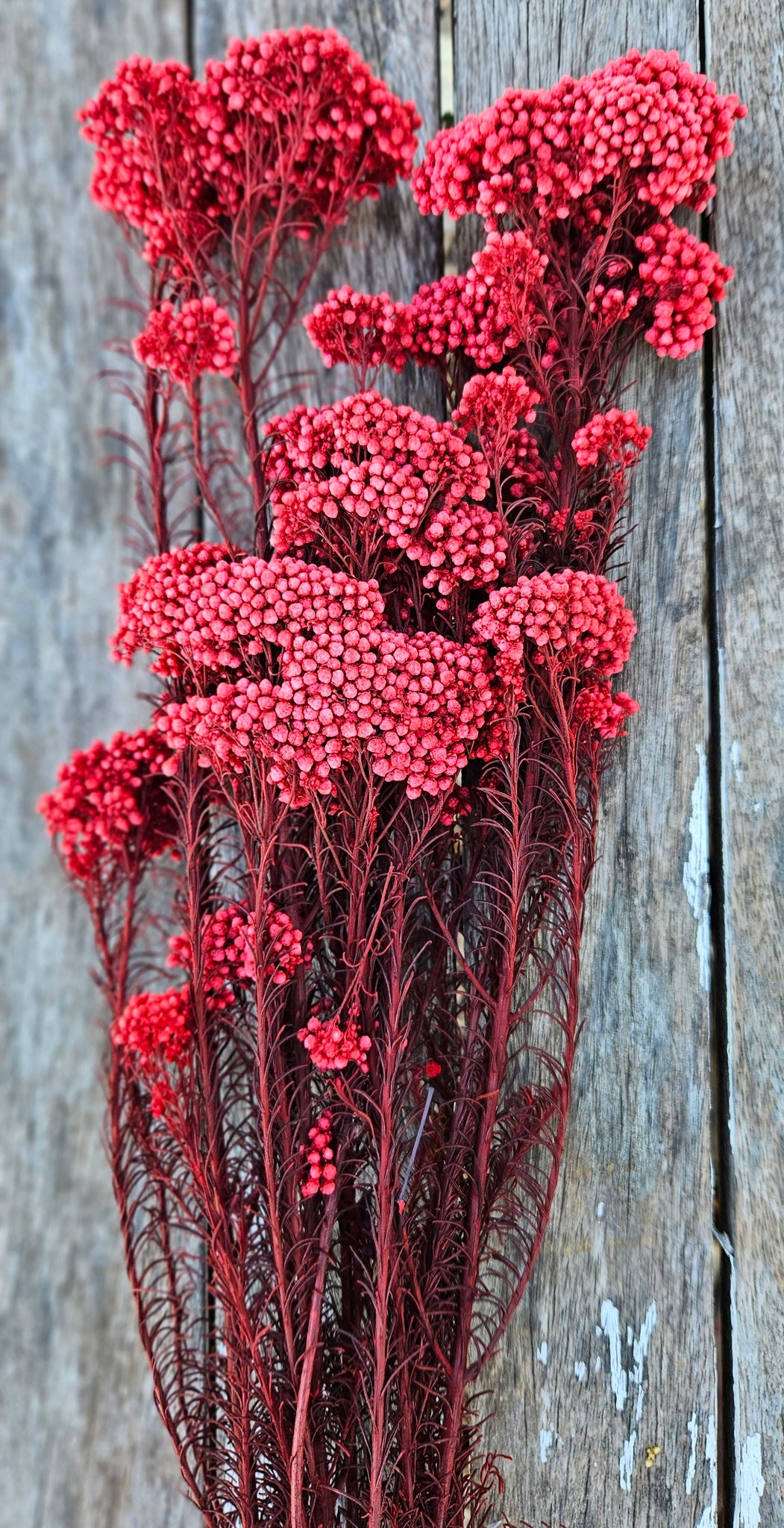 Rice flower - Strawberry Red
