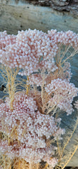 Rice flower - Soft Pearl Pink