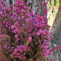 Tea Tree - Mini Course - Sweet Pink