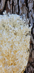 Clearance Baby’s Breath - Gypsophila Preserved - Mini Baby Breath - Bleached Ivory Creamy White