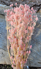 Sea Holly - Soft Pink