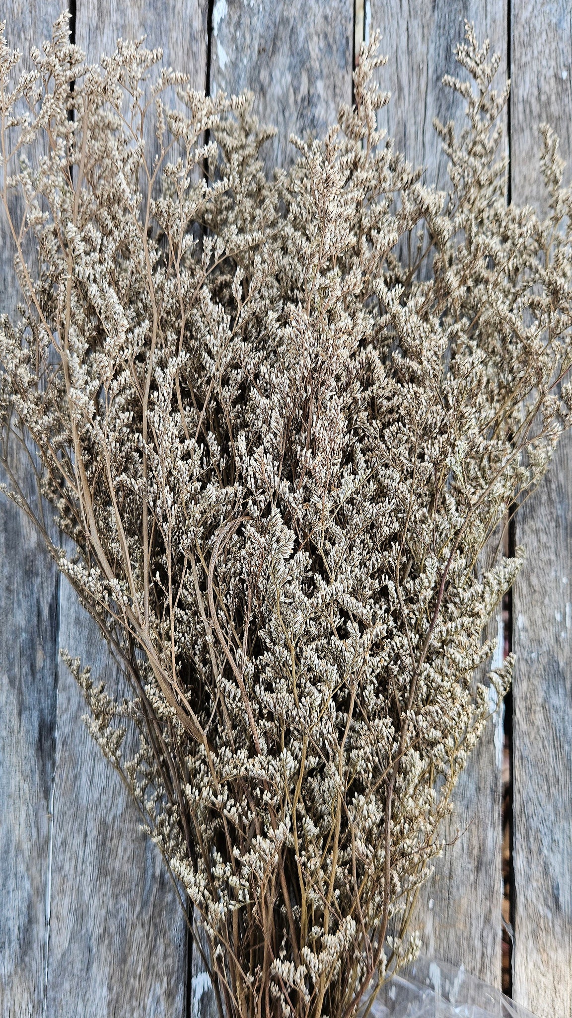 Limonium/Misty/Statice - Natural