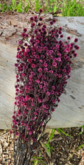Stirlingia Flower - PRESERVED - Pink Burgundy