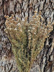 Tea Tree - Course - Natural White