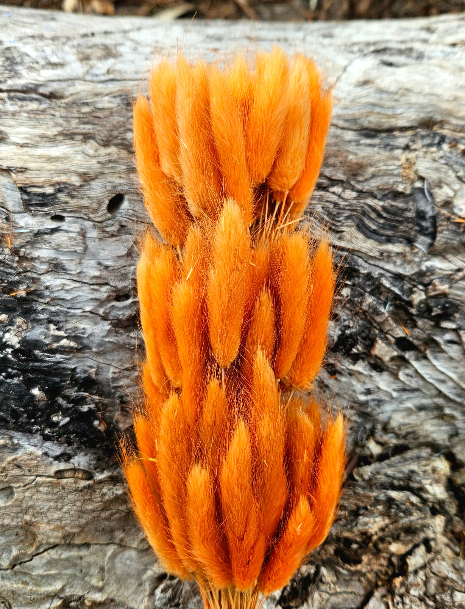 Bunny Tails/Pussy Tails - Tiger Orange