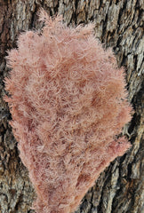 Ming Fern - Nudie Pink