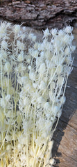 Sea Holly - Bleached White
