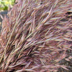 Wild Oats - Pink Pearl - DRIED