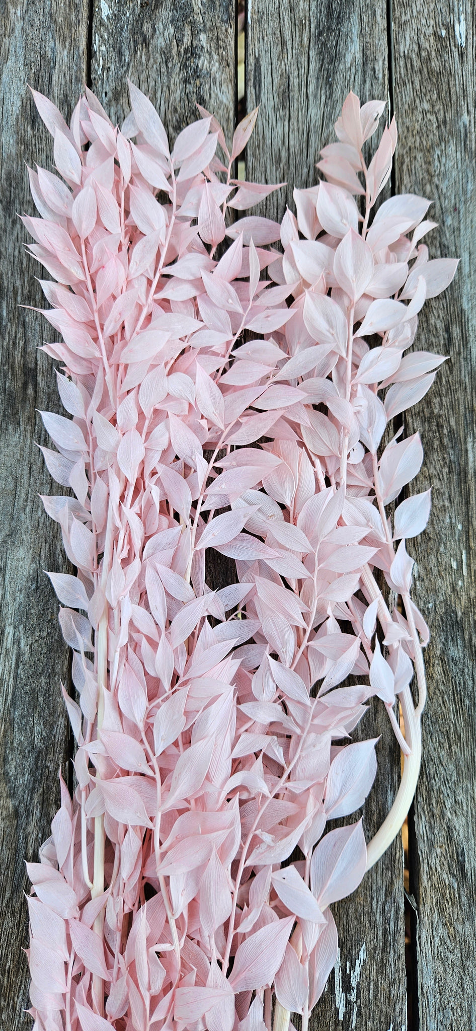 Ruscus Italian - Soft Pink