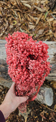 Sago Preserved - Rose Pink
