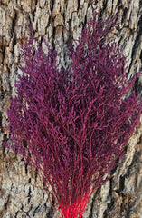 Limonium/Misty/Statice - Plum Purple