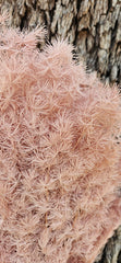 Ming Fern - Nudie Pink