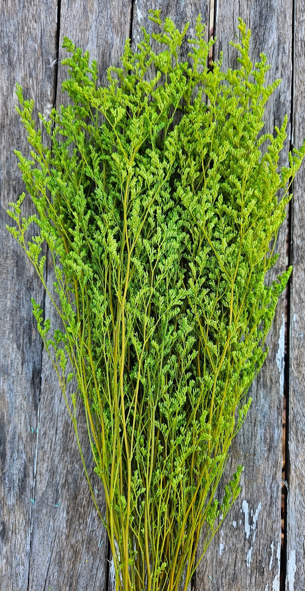 Limonium/Misty/Statice - Rich Olive Green