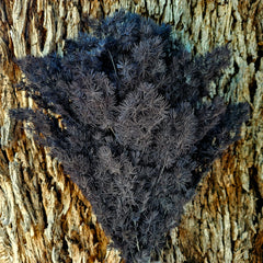 Ming Fern - Ebony Black