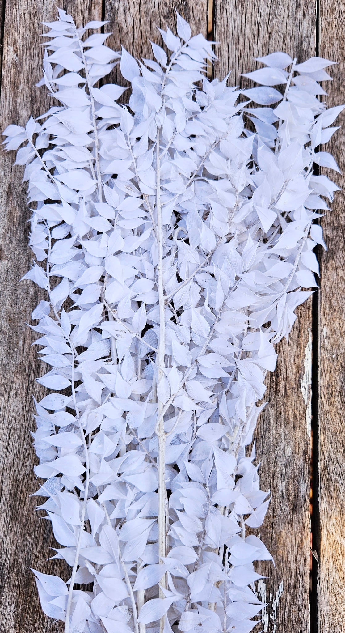 Ruscus Italian - White