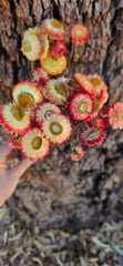 Everlastings/Straw Flowers - Coral Pink Pastel Yellow