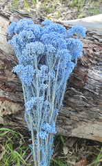 Rice flower - Pastel Blue